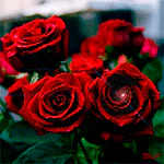 nature rose PFP