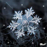 nature winter PFP