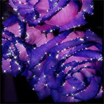 nature rose PFP
