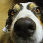 Fisheye close-up of a dog's face with a prominent nose — an animal portrait used as a forum avatar/profile photo.