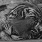 Close-up of a resting tiger in black and white. The image serves as a forum avatar/profile photo.