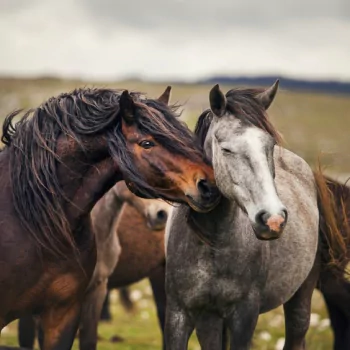 Animal horse PFP