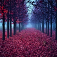Red Autumn Path