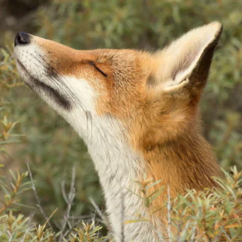 plant fox Animal PFP
