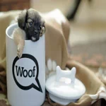Animal puppy PFP