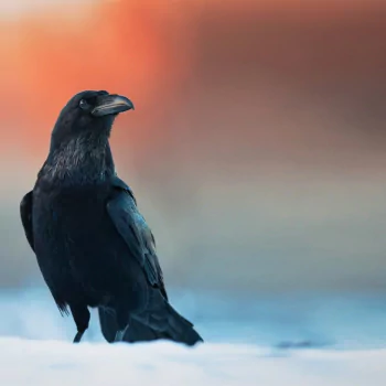  Raven in Winter Sunset
