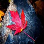 nature leaf PFP