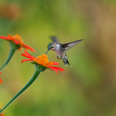 Hummingbird Pfp by Ray Hennessy