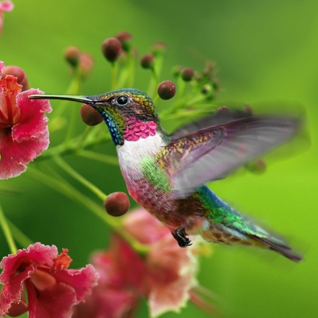 Hummingbird Pfp