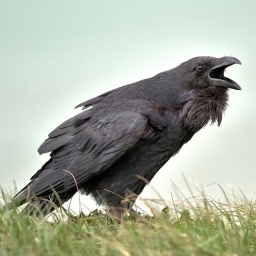 Crow Pfp
