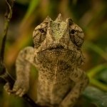 Download Animal Chameleon PFP