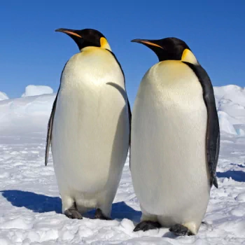 March Of The Penguins snow penguin bird movie PFP