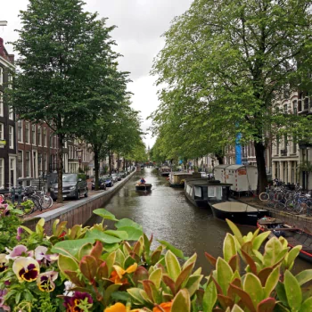 man made Amsterdam PFP