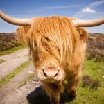 Animal highland cattle PFP