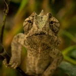 Animal chameleon PFP