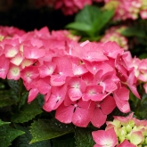 Hydrangea Flower with Rain Drops by Couleur