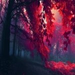 Download Nature Forest PFP