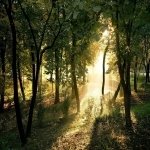 Download Nature Forest PFP