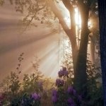 Download Nature Sunbeam PFP