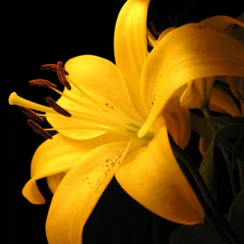 lily yellow flower nature PFP