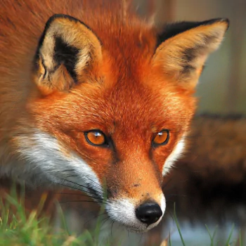 fox Animal PFP