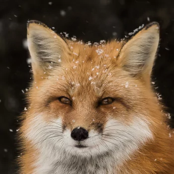 snowfall snow winter fox Animal PFP