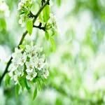 nature blossom PFP