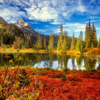 mountain forest pond landscape nature PFP