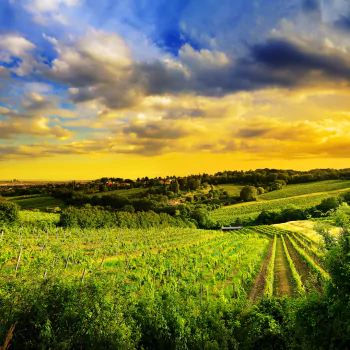  Hills of Vienna, Austria by Mohsen Kamalzadeh