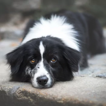stare dog Animal border collie PFP