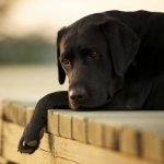 Download Animal Dog PFP