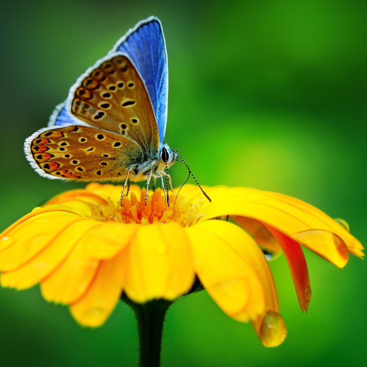 Download Yellow Flower Flower Macro Insect Butterfly Animal PFP