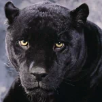black panther Animal PFP