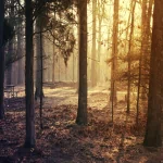 photography park PFP