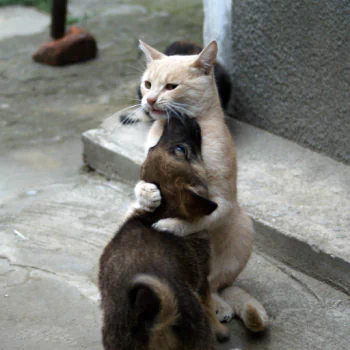 hug puppy cat cute Animal cute cat PFP