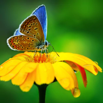 yellow flower flower macro insect butterfly Animal PFP