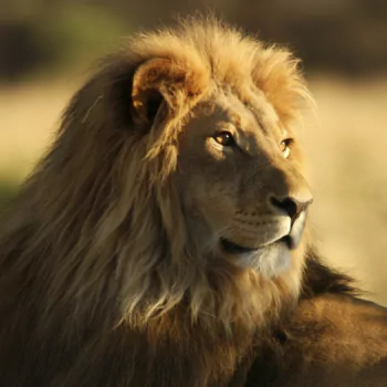 lion Animal PFP