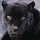black panther