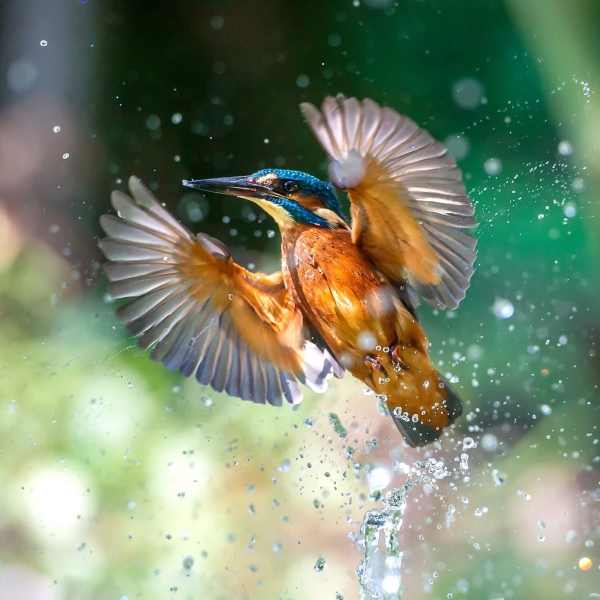 Kingfisher Pfp