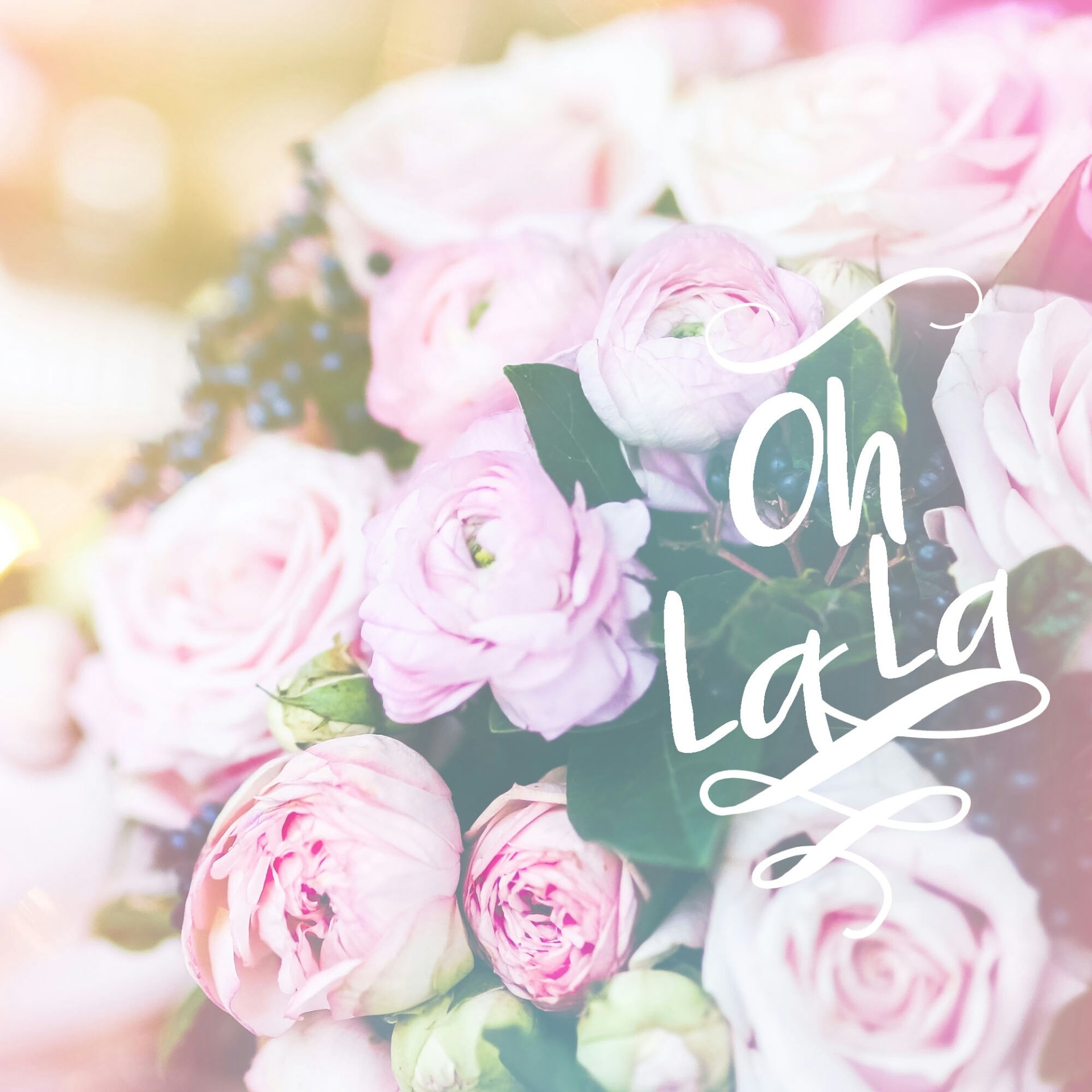 Download Rose Bush Rose Nature PFP