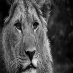 Download Animal Lion PFP