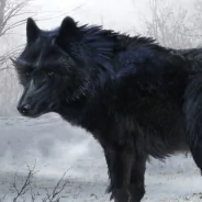  Fantasy Black Wolf Cross Bird in the Winter Snow by Dylan Cole