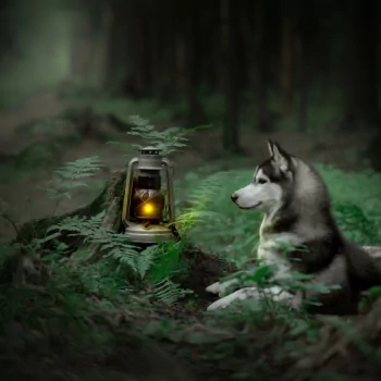 fern depth of field lantern dog husky Animal PFP