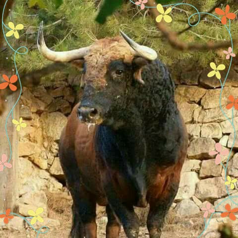Bull Pfp