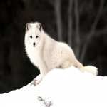 Download Animal Fox PFP