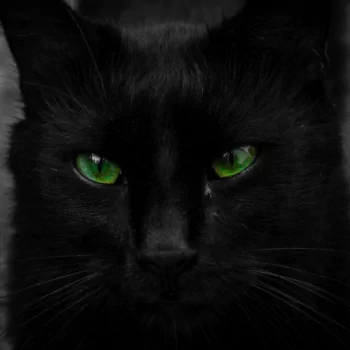  Green-Eyed Black Cat