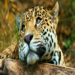 Animal leopard PFP
