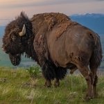 Download Animal Buffalo PFP