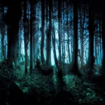  Mysterious Forest