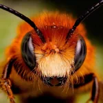 Animal insect PFP